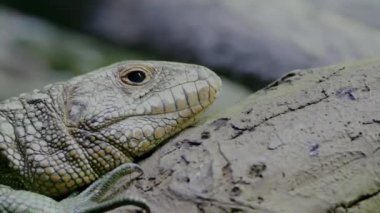 Kuzeyli bir kayman kertenkelesinin ağaçtaki ayrıntıları. Kuzey Güney Amerika 'ya özgü Dracaena guianensis türü.