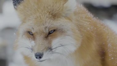 Portrait of a Red fox in winter. The fox vulpes vulpes looks at the birds in the tree. High quality 4k ProRes footage