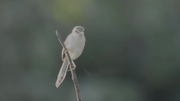 Funny Brown Bird Long Tail Plain Prinia Taking Worm One — Αρχείο Βίντεο