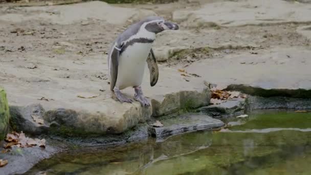 Pinguino Humboldt Spheniscus Humboldti Acqua Primo Piano — Video Stock