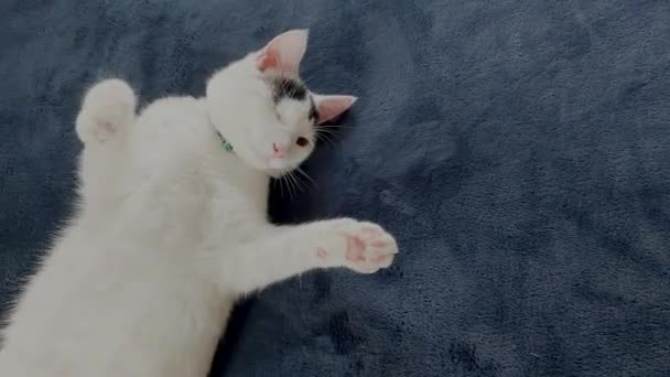 White Turkish Cat Enjoys Sleeping — Stock Video