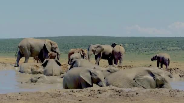 Static Shot African Elephant Family Playing Mud Trunks Tourism East — Vídeos de Stock