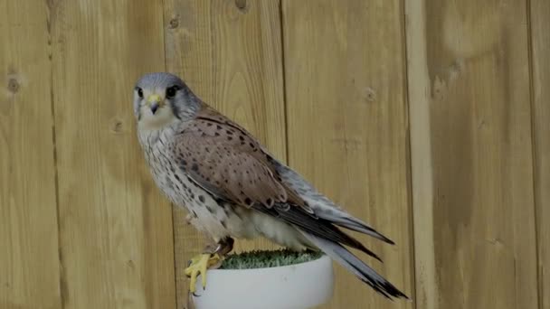 Full Shot Common Kestrel European Kestrel Falco Tinnunculus Perched Grassland — Αρχείο Βίντεο