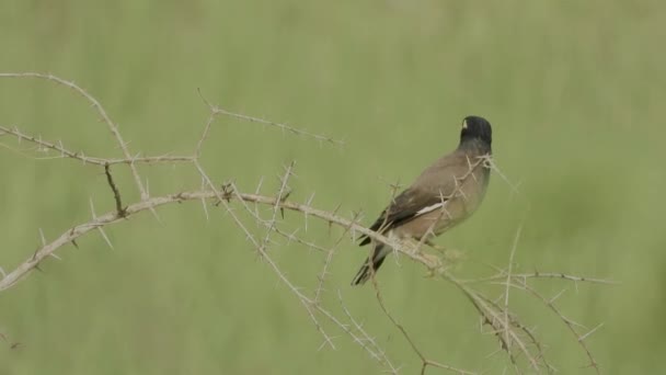 Footage Wildlife Bird Bird Branch Bank Myna Myna Found Northern — Stock Video