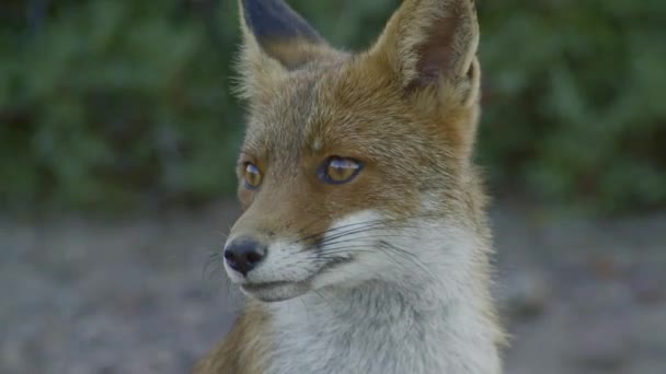 Yawning Red Fox Park Stretching — стоковое видео