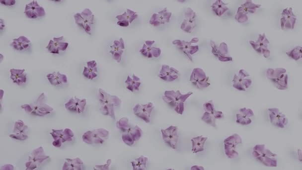 Bunga Lilac Menyebar Atas Meja Putih Dengan Latar Belakang Putih — Stok Video