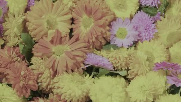 Yellow Chrysanthemums Flower Bed Park Sunny Day — 图库视频影像