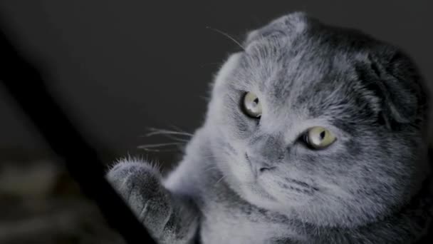 Scottish Fold Katt Närbild Rädda Katten Soffan Väser Något Slowmotion — Stockvideo