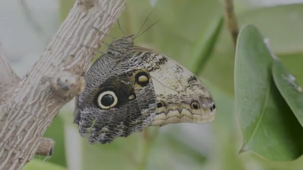 Exotic Butterfly Tropical Butterflies Beautiful Butterfly Close Tropical Forest Owl — Video Stock