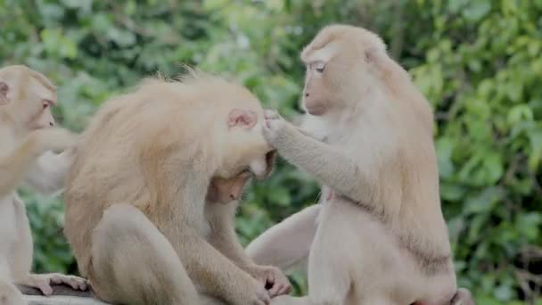 Adorable Macaques Sitting Closely Together One Macaques Picking Eating Lice — Video