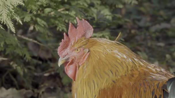 Rooster Crows Cleaning His Feathers Close Beautiful Cock Outdoors Green — Stok video