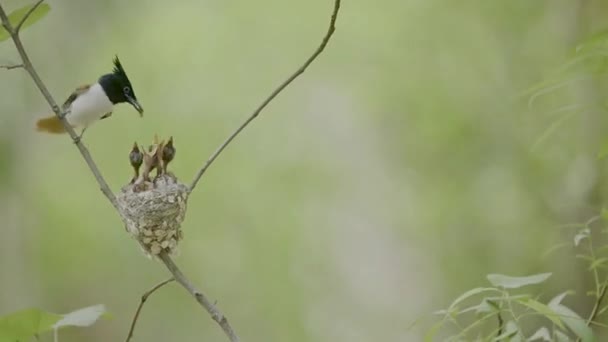 Indian Paradise Flycatcher Feeding Young Chicks Her Nest — стокове відео