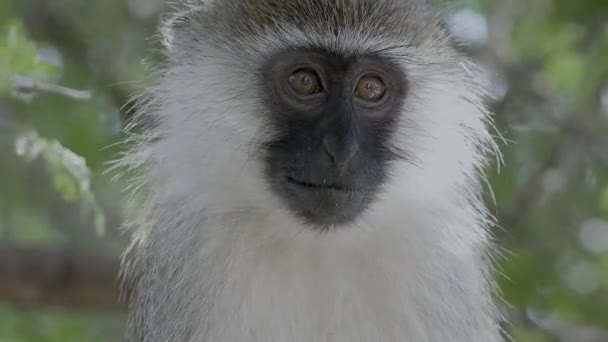Extreme Closeup Shot Vervet Monkey African Forest — 图库视频影像