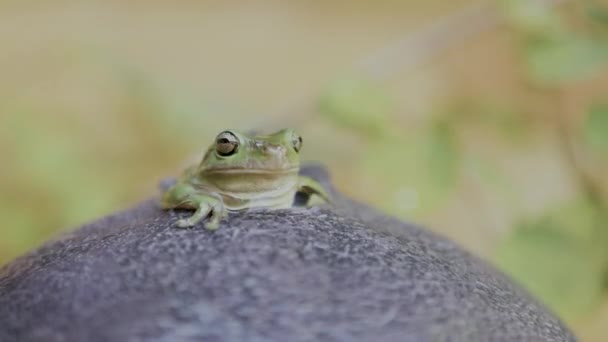 Spotless Tree Toad Sitting Rock Water Flowing His Body Dryophytes — Vídeos de Stock