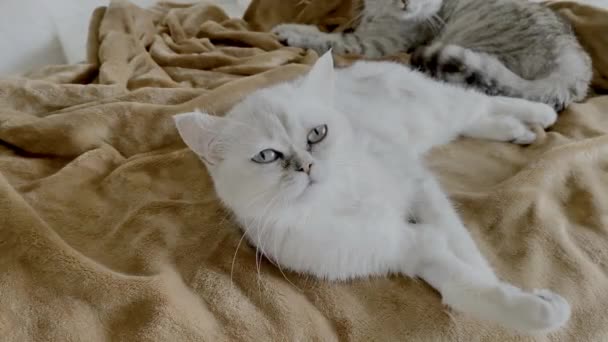 Cat Looks Camera Surprise Cat Lies Soft Blanket Portrait Cat — Vídeo de stock