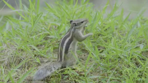 Indian Palm Squirrel Eating Grass Indian Palm Squirrel Three Striped — Wideo stockowe