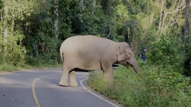 Indian Elephant Walking Road — Stok video