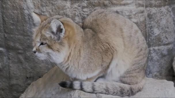 Sand Cat Sitting Rock Felis Margarita Thinobia Known Theturkestan Sand — стоковое видео