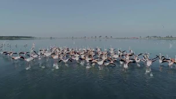 Afriad Flock Flamingos Run While Drone Camera Approaches Them — Stockvideo