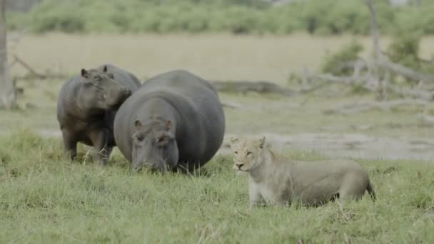 Two Hippos Grazing Lioness Watching Them — Αρχείο Βίντεο