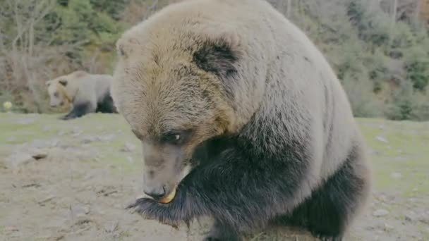 Close Grizzly Bear Eating Grizzly Bear Ursus Arctos Horribilis Also — Stockvideo