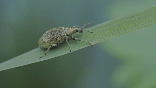 Macro Shot Vine Weevil Otiorhynchus Sulcatus Feeding Green Leaf Weevils — Vídeo de Stock