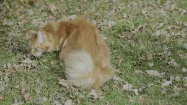 Close up of a Maine cat. The Maine Coon is a large domesticated cat breed. It is one of the oldest natural breeds in North America.