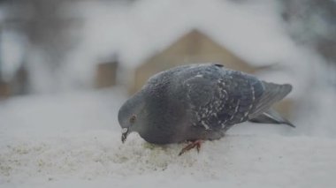 Feral pigeon (Columba livia domestica), also called city dove, city pigeon, or street pigeon