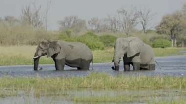 Two african wild forest elephants enjoying swimming in a pond in wild.