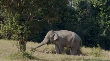 portrait of a giant wild Indian elephant standing in the forest. footage of a wild Indian elephant walking in the forest