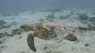 Curious big loggerhead sea turtle (Caretta caretta) swimming close to the camera. Tropical marine life. Underwater video from scuba diving with aquatic animal. Turtles underwater.