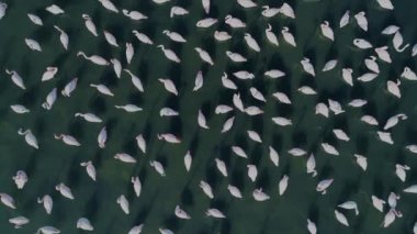 A flock of flamingos is starting to fly on blue lagoon water surface with wings and legs moving. Aerial drone exotic vibrant pink bird group herd tracking shot from above in aesthetic 4K.