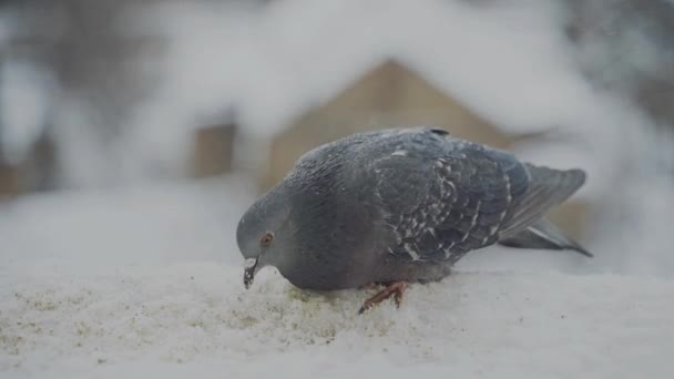 Feral Pigeon Columba Livia Domestica Also Called City Dove City — Stok Video