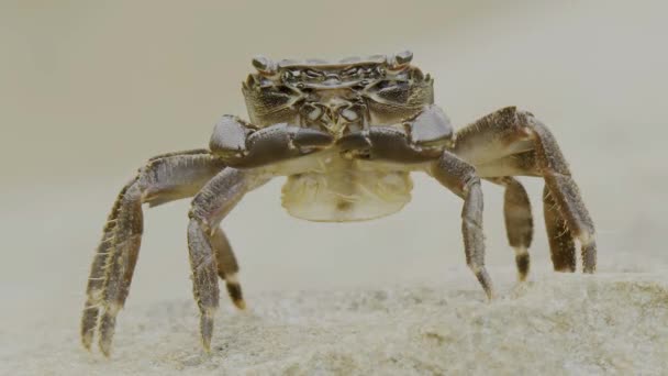 Extreme Close Fresh Water Crab Uhd — Vídeos de Stock