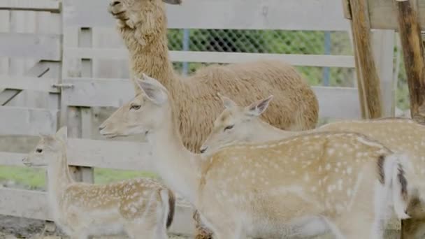 Formosan Sika Deer Alpaca Farmhouse — стокове відео