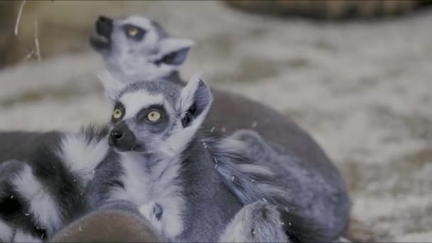Cute Ring Tailed Lemur Family Grazing Green Grass Field Early — Stockvideo