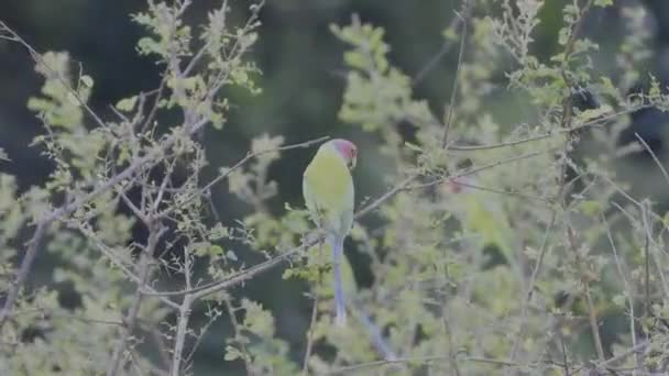 Female Plum Headed Parakeet Perched Tree Branch Chitwan National Park — Vídeos de Stock