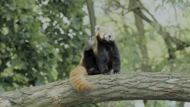 Macro Close Cute Sleepy Red Bear Cat Red Panda Wake — Stockvideo