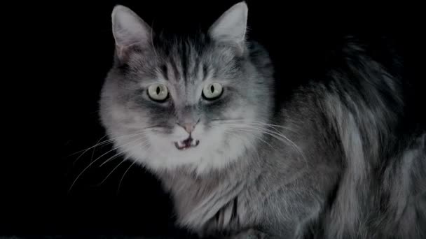 Grey Maine Black Cat Close — Stock video