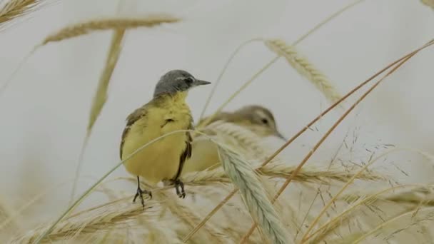Western Yellow Wagtail Bird Black Headed Wagtail Motacilla Flava Feldegg — ストック動画