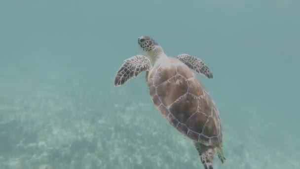 Green Sea Turtle Swimming Camera Loggerhead Sea Turtle Caretta Caretta — Vídeo de Stock