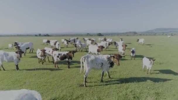 Drone Shot Herd Buffaloes Calves Green Meadows — Wideo stockowe
