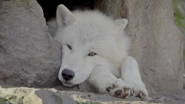 Arctic Wolf Sniffing Ther Air Aware Camera Arctic Wolf Canis — Stockvideo