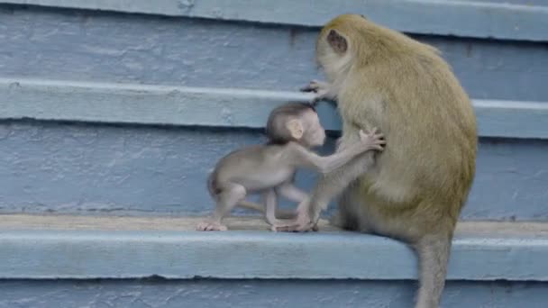 Baby Monkey Its Mother Taking Care Bali — стокове відео