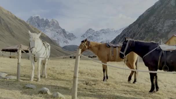 夏の天気でパドックの美しい茶色の馬 — ストック動画