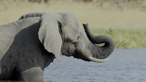 African Bush Elephant Nature — Wideo stockowe