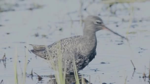 Closeup Spotted Redshank Feeding Shallow Puddle Spring Migration Wetlands Spotted — Stok video