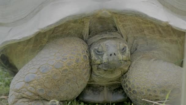 Giant Tortoise Walking Camera Foliage Galapagos Islands Galpagos Tortoise Galpagos — Vídeo de Stock