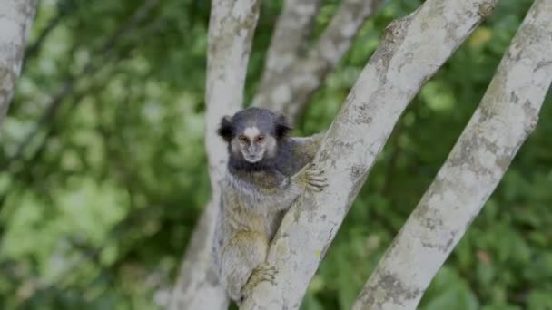 Portrait Funny Common Marmoset Close Highly Threatened Species Marmoset Discovered — Stock video
