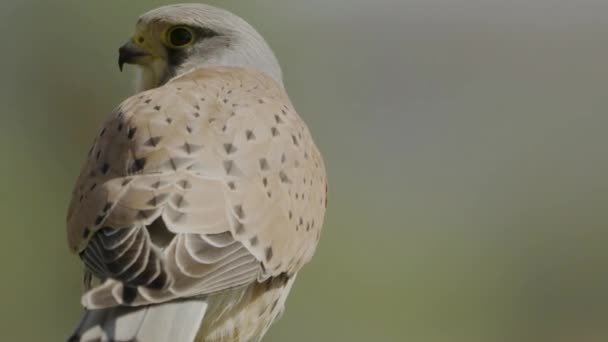 Close Common Kestrel Common Kestrel Falco Tinnunculus Bird Prey Species — Αρχείο Βίντεο